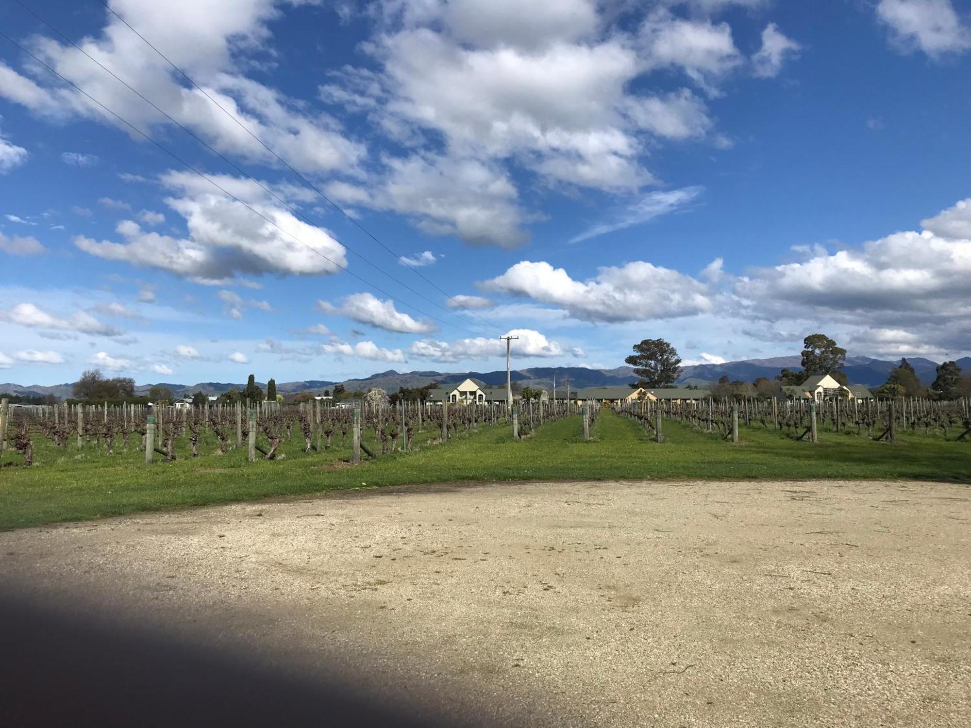 Vineyard Cottage In Blenheim On The Golden Mile Exteriör bild